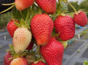 Каталог сортов земляники Ранние сорта