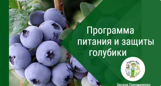 Титульный лист Программы питания и защиты голубики