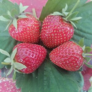 Дженка вкус необычный, потрясающе свежий и сочный.